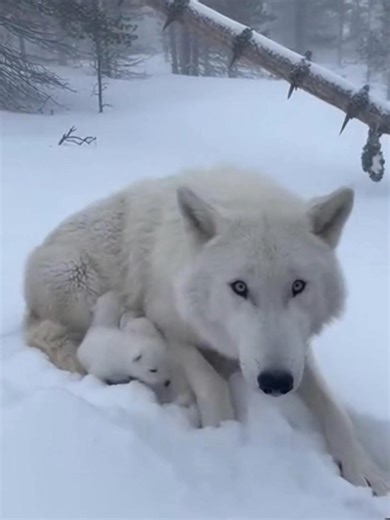 Wolf Rescue: A Heartwarming Animal Story