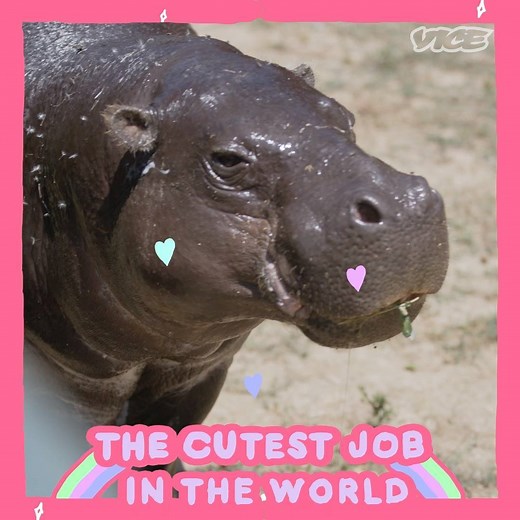 Just like most kids, baby pygmy hippos loves to play in the pool, and frankly, they're adorable. | The Cutest Job in the World