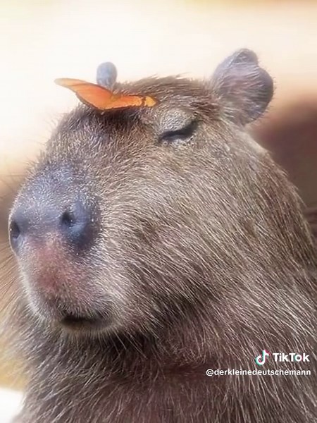 Capybara Edit: Fun and Creative Animal Videos