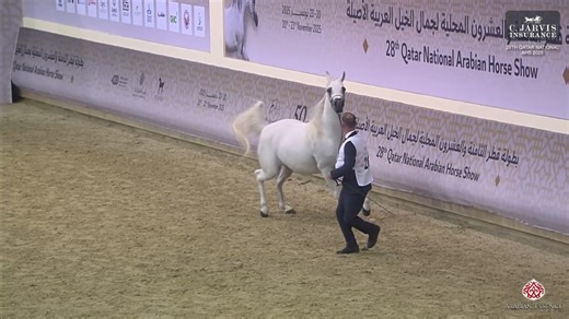 1.7K views · 90 reactions | 28th Qatar National AHS 2025 Mares 7-10 Years Old (Class 10) 1 st Place goes to Mare number 283 – D FALA Birth: 25/02/2016 (QA) Color: Grey Sire: EMERALD J Dam: FER FIERA BLANCA Breeder: DUBAI ARABIAN HORSE STUD Owner: Al Salem Stud (QA) Handler: Mr.Saad Salem M A Al Hajri | Arabian Essence di Elvis Giughera | Facebook