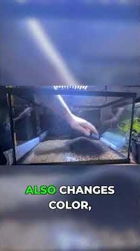 No tools needed: The perfect slope technique #aquascaping #aquarium #shorts