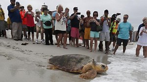 Critter cam: Loggerhead sea turtle
