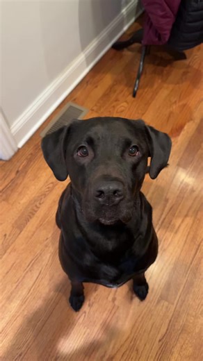 Batman Joins the Funniest Dog Trends