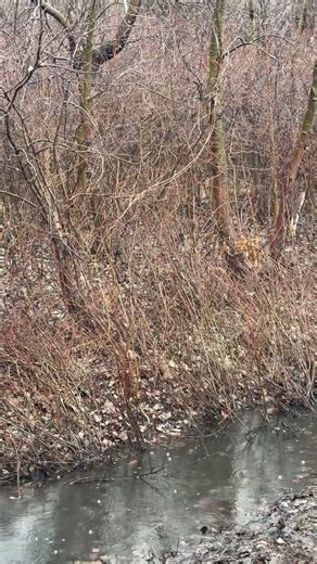 Rain day/ night walks #75hardchallenge #spring