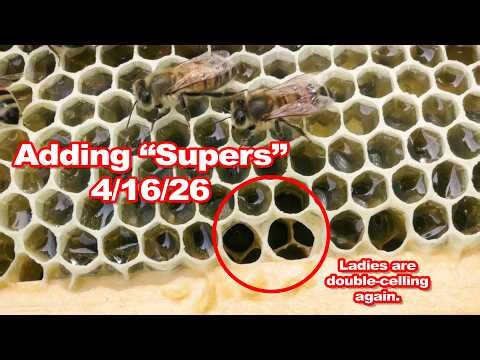 Adding "Supers" 4/16/26 - Episode 121 LCH