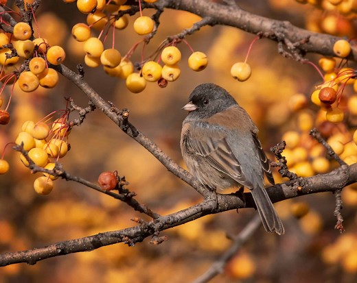 Male vs Female Dark-Eyed Junco