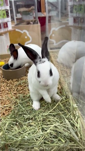 "I'm Just Adorable Like That!" 🐰 Meet the Cutest Bunnies at Petland Alpharetta ✨