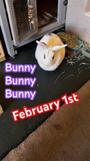 Bunny bunny bunny 🐰🍀First of the month = good luck all month long. Dont forget to day t!