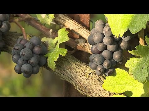 On the wine route: the prestigious Champagne vineyards