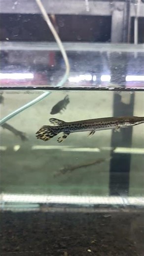 Ikan Predator Aligator Spatula #aquarium #ikanpredator #tangerangkota