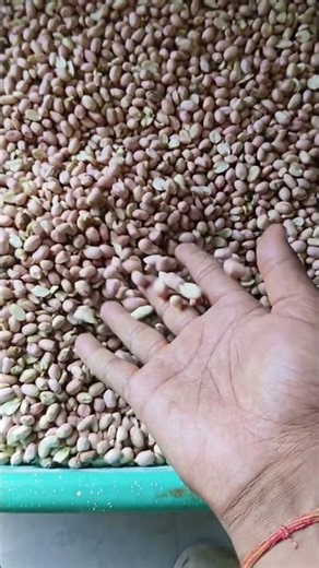 Groundnut oil prosess #oilgroundnutoilmachine #shortsfeed