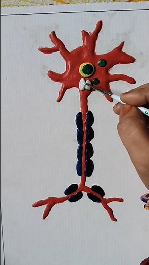 Neuron structure 3d model with clay biology assignment project #shorts