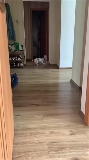 Jack Little crazy... 😂🤪😍 #jackrussell #dog #perro #crazy | Jack Russell MS