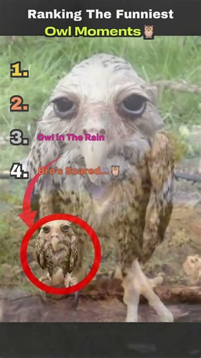 Ranking the FUNNIEST Owl Moments 💀🦉 #owl #funny #viral