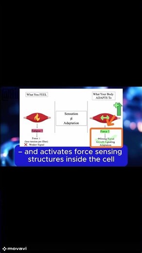 🧠🔥 What You Feel Isn’t What Builds Muscle #gym #biochemistry #science #fatigue #adaptation