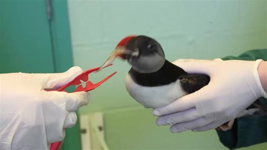Raw video: Blown off course puffins loving life after release back into the wild 1/2