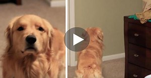 He readies the camera knowing the dog’s in for a reunion of epic proportions