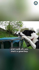 Meet Olga and her record-breaking dogs, Simba and Bonnie