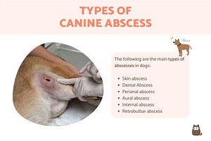 Canine Abscess Types - Causes and Treatment With Pictures