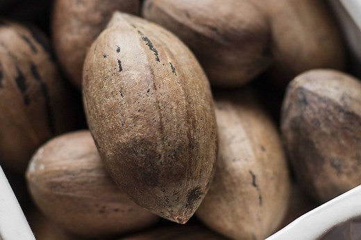 How to Germinate Hickory Nuts