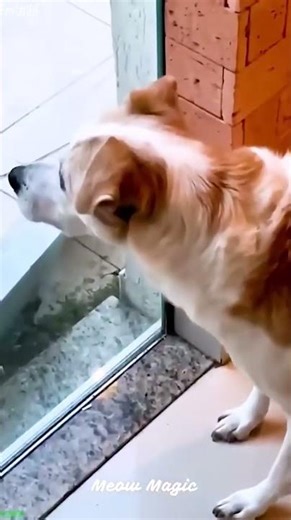 Funniest Cat 🐈‍⬛ Cat Fight 😅 # Episode 8937