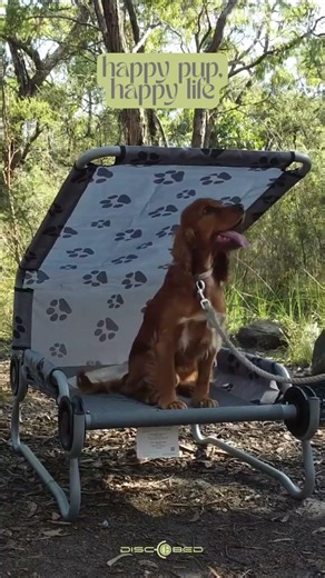 Dog Camping Bed | Camping with Dogs | Cocker Spaniel