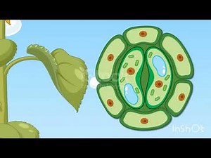 Stomata and Guard cell#biology #anatomy #nature #facts #science