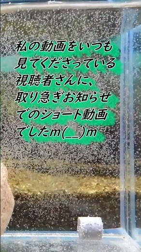 【カニ飼育】アカテガニの幼生（ゾエア） #アカテガニ#カニ#ゾエア#飼育 #アクアリウム #水槽