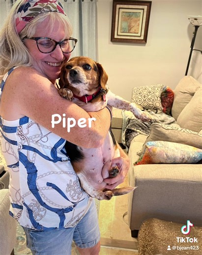 6.5K views · 484 reactions | OCTOBER ADOPTIONS! 16 precious Beagles were adopted into their forever loving homes during the month of October, along with Strudel from September who we missed posting, bringing you 17 Beagles in our adoption video. Wishing them long and happy lives with their new families! ❤️ | SouthEast Beagle Rescue | Facebook