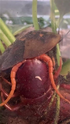 Giant centipede - Malaysian cherry red centipede