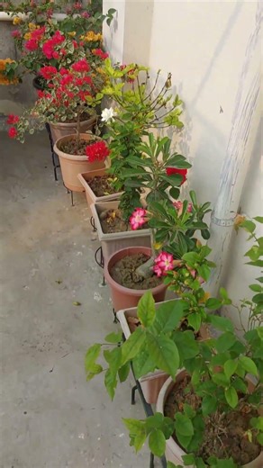 Flower tree#beautyful flowers#