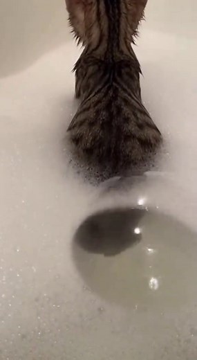 #tiktok #gatostiktok | cat