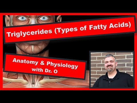 Triglycerides: Anatomy and Physiology
