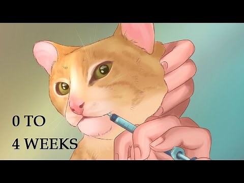 How to Take Care of Kittens | Helping Your Female Cat Give Birth and Care for Newborns 0 to 4 Weeks