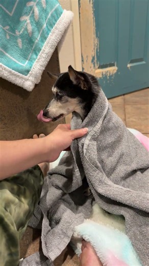 How I helped my Dog Live longer | My Last Night with Faith #livehighlight