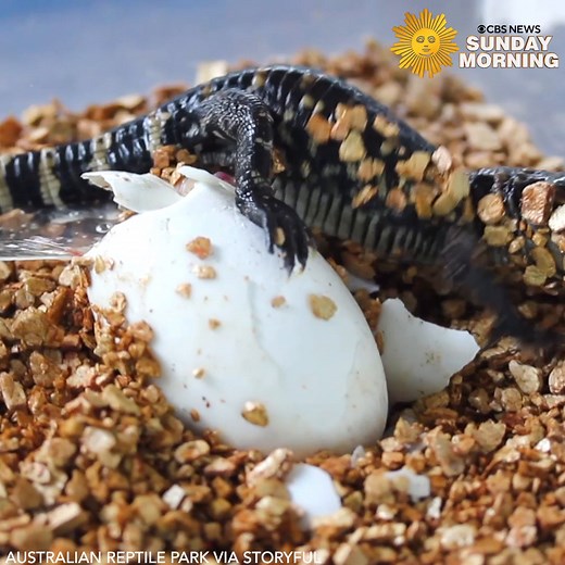 Two baby alligators hatched and took their first swim at the Australian Reptile Park in New South Wales. The park said the pair, named Thor and Loki, emerged from their eggs following their incubation “looking like something from Jurassic Park.” https://cbsn.ws/3Jh8Gf9 | CBS Sunday Morning