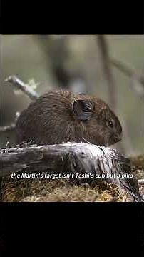 This is the first time humans have filmed a red panda mother nursing her cubs.#animals