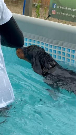28K views · 1K reactions | Cocker spaniel Dexter’s first swimming session, he did so well  | Canine Dip and Dive Maldon | Facebook