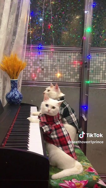 Beethoven's Piano with Adorable Cats at Concert