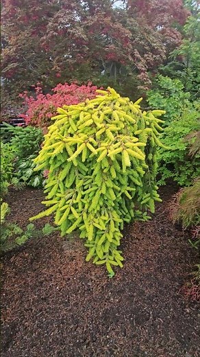 Beautiful Norway spruce 'Gold Drift' - Watch more @amazingmaples⁩ Subscribe container gardening
