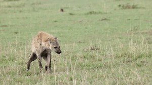Spotted Hyena Scent-marking On Open Plains Stock Footage Video (100% Royalty-free) 3790927077 | Shutterstock