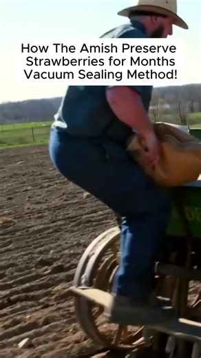 The Amish Secret to Preserving Strawberries for Months With Vaccum Sealing – No Refrigeration Needed! #amish #strawberry #preservation #technique #sustainableliving #homesteading #selfsufficiency #foodpreservation #frugalliving #farmlife #amishlife #offgridliving #amishtiktok #fyp #foryoupage