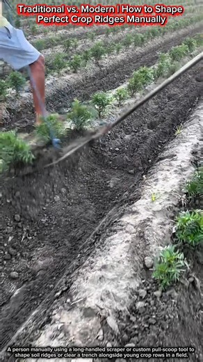 Traditional vs. Modern | How to Shape Perfect Crop Ridges Manually