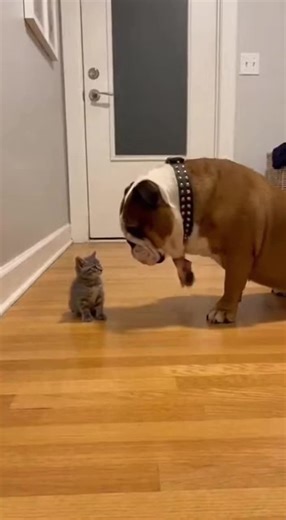 Mom Cat Protects Kittens from Dog