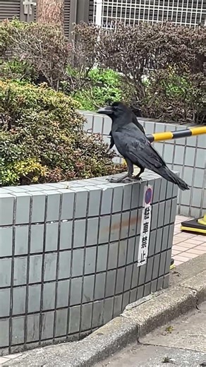 サツキの芽を食べる？ハシブトガラス #東京環境工科専門学校