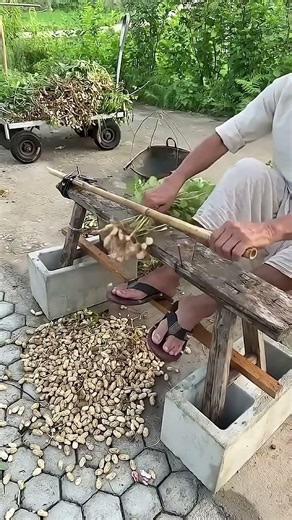 🥜🌾 Amazing Peanut Stripping Tool | Traditional Groundnut Harvesting Method 😱 #Shorts #Farming