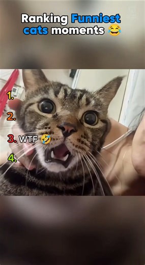 ranking Funniest cat reactions 🤣 #shorts #cats