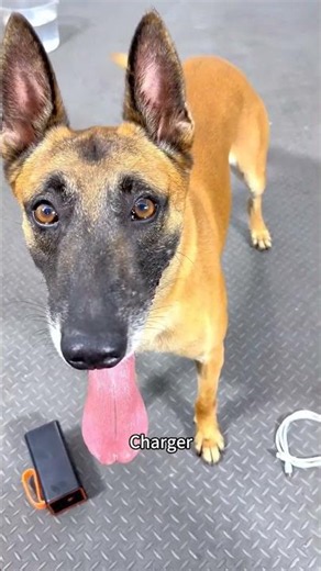 Smart Dog Training #explorepage #belgianmalinois #reels #petlovers #doglove
