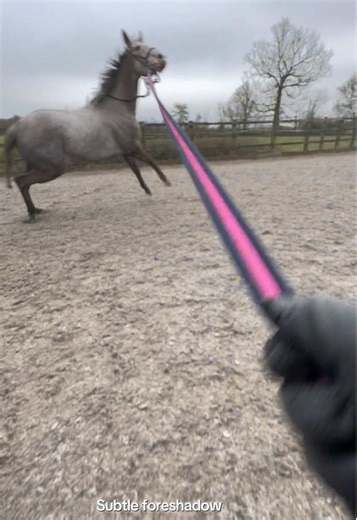 guys this took so long to edit 😡😡 anyways here’s some bloopers from today’s episode of lunging ☺️☺️