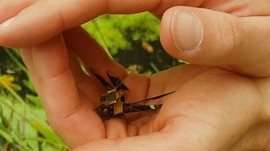 Researchers are now turning live dragonflies into cyborg drones